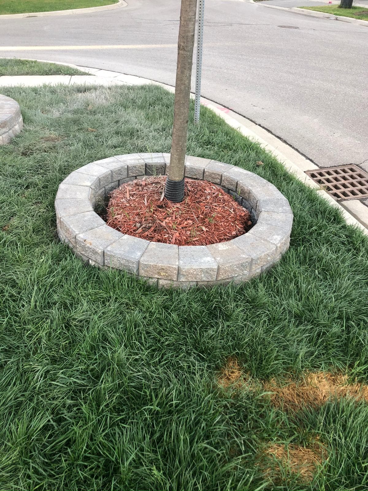 Planting & Sodding project photo 1